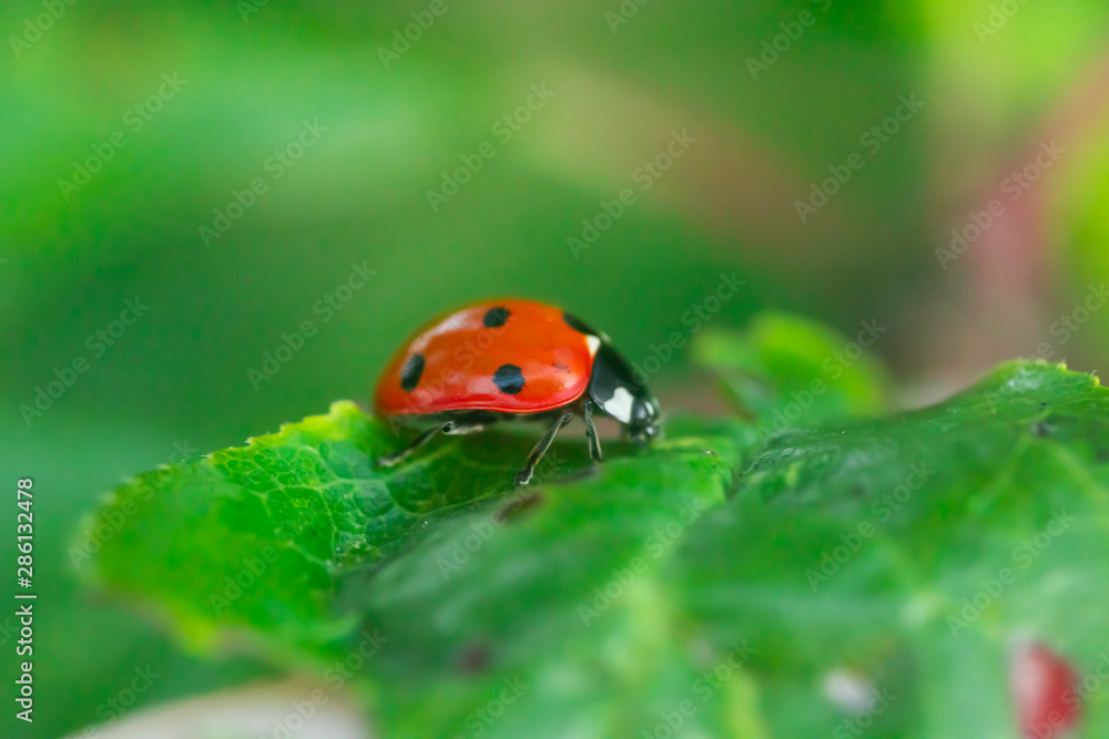 Red ladybug on a green leaf in the garden Red ladybug on a green leaf in the garden