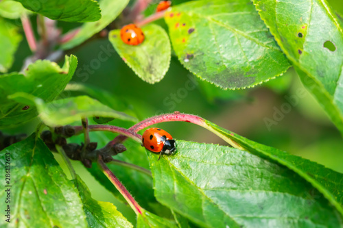 Two red ladybugs on a green leaf in the garden