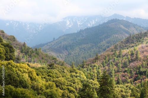 Sequoia forest, California © Tupungato