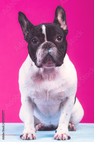 Young french bulldog pup. Sitting on blue wooden plank alone, curious face. Isolated in pink background.