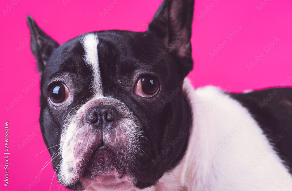 Close up of young french bulldog pup. Laying on carpet alone, insecured face. Isolated in pink background.