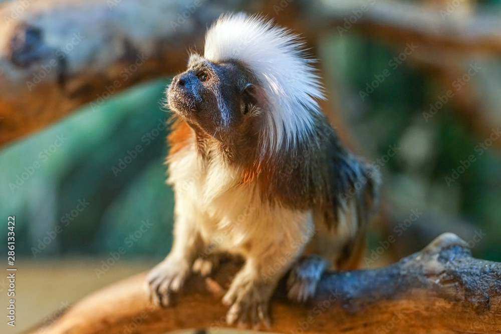 Obraz premium A white hair Cotton-tip tamarin monkey (Saguinus oedipus)