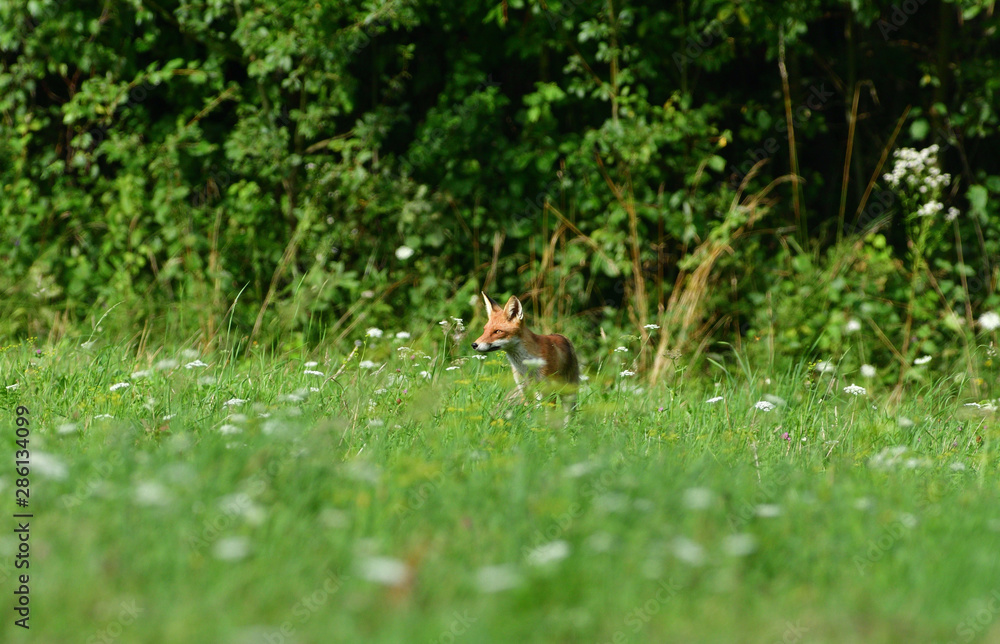 Fototapeta premium wild red fox walking on the meadow looking for food