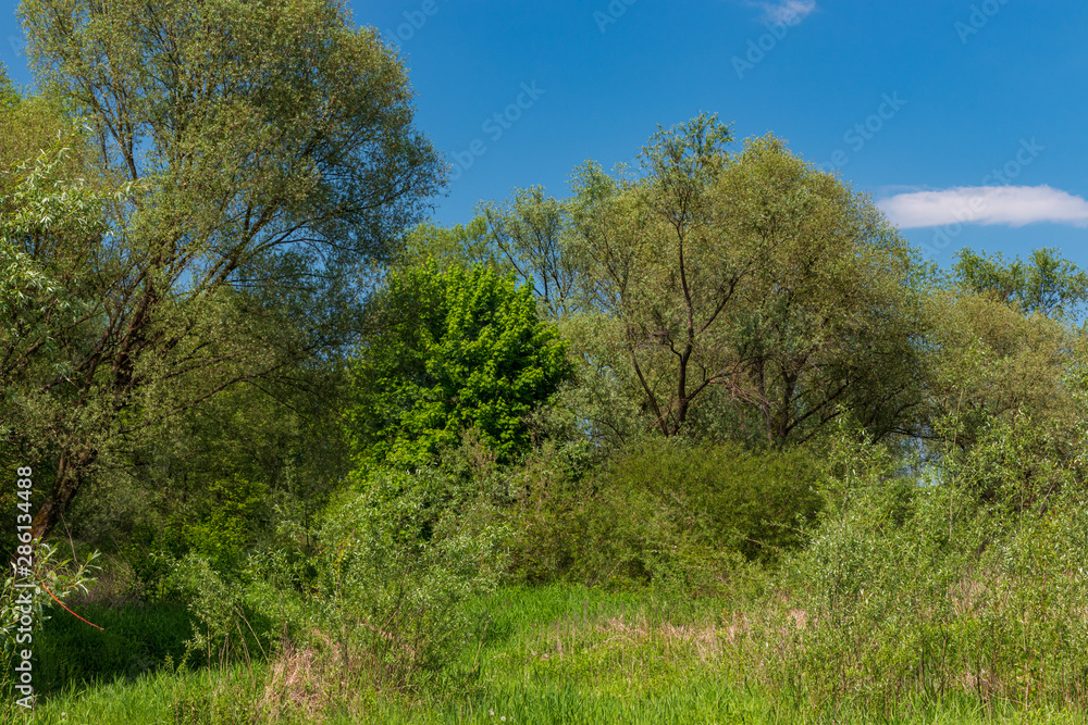 Thickets on the Vistula River near Krakow, Poland