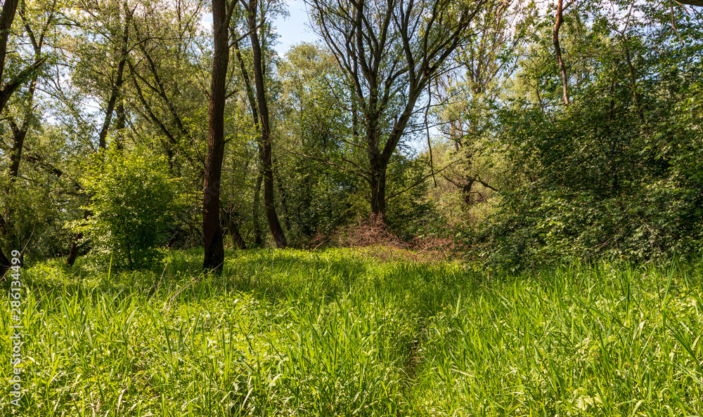 Obraz premium Thickets on the Vistula River near Krakow, Poland