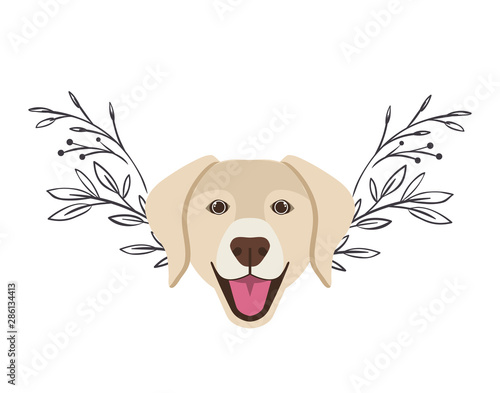 head of cute labrador retriever dog on white background