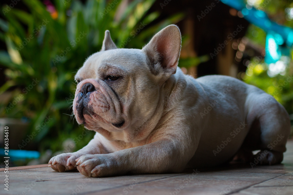 Old French Bulldog laying on the floor.