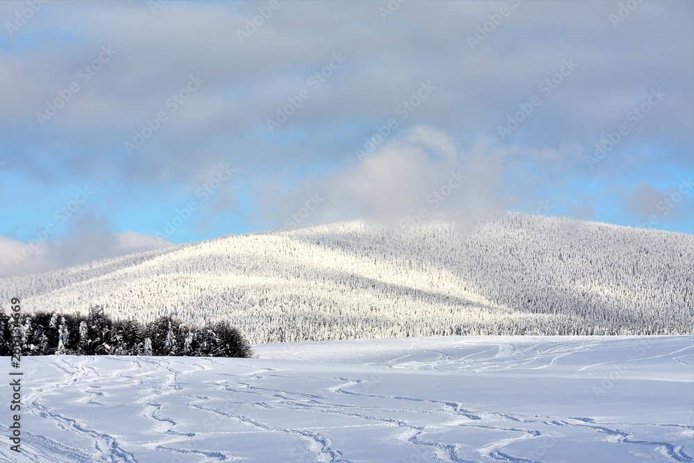 field and forest covered with snow