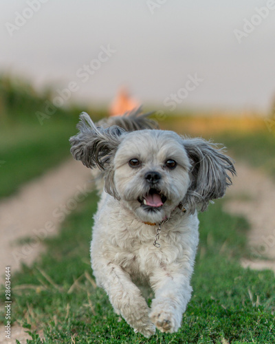 Small Shih Tzu in Playing in the vineyards