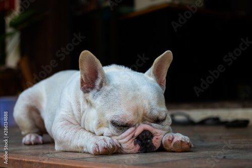 Old French Bulldog sleeping on the floor.