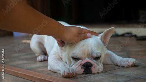 Old French Bulldog padded by its owner. © bzjpan