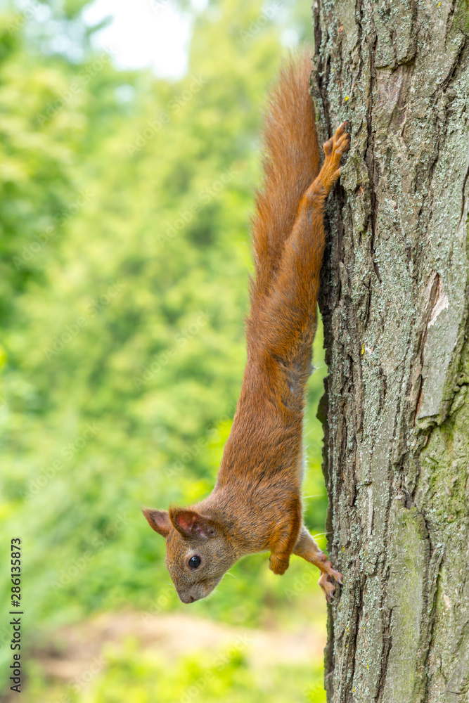 Portrait of the squirrel in extreme closeup