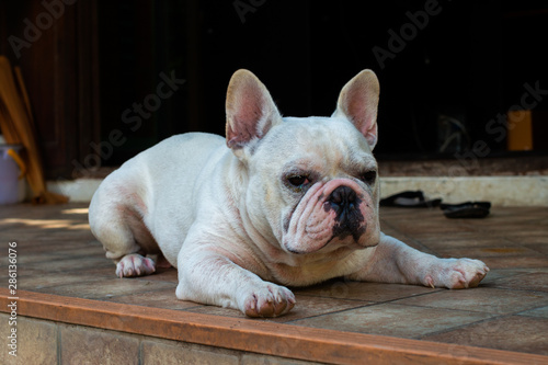 Old French Bulldog laying on the floor. © bzjpan