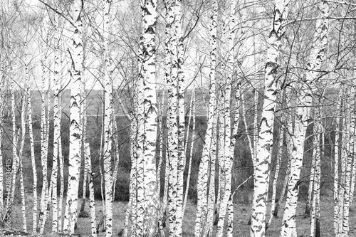 beautiful scene with birches in october among other birches in birch grove