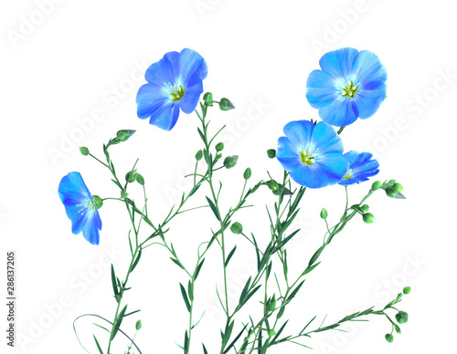 Beautiful blue wildflowers. Flax flowers and seed capsules isolated on white background. Linum usitatissimum (common flax or linseed).