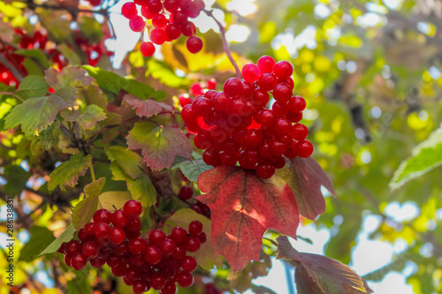 Red berries of viburnum. A branch of red viburnum in the garden or in the forest. Autumn berry, colorful natural background. Wallpaper or image for design with viburnum.