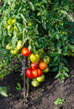 green bush with ripening tomatoes