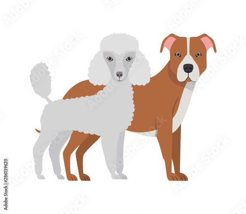 cute and adorable dogs on white background