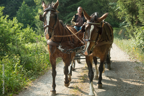 A 60 year old man drives a carriage with two horses (Saxon Thuringian heavy warm blood). He comes from the forest. The sun is shining in the summer.