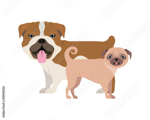 cute and adorable dogs on white background