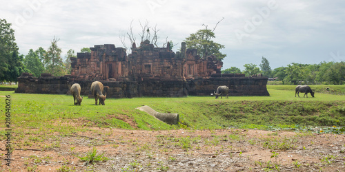 Buffalo in Prasat Pueai Noi photo