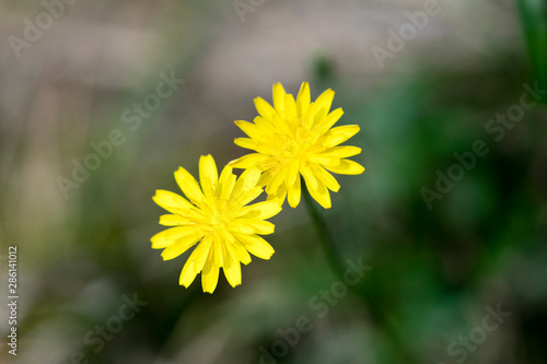 Wild small white flower close up fifty megapixels hypochaeris radicata family asteraceae high quality prints photo