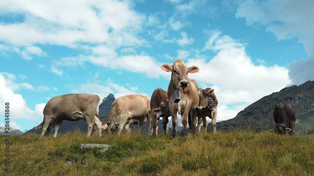 Cows grazing in a fields, mountain landscape Cows grazing in a fields, mountain landscape