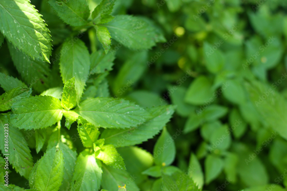 mint, petals and bushes (branches of green, refreshing mint). top food background. copy space mint, petals and bushes (branches of green, refreshing mint). top food background. copy space