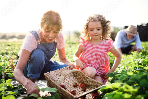 Fotografie Small girl with grandmother picking strawberries on the farm.