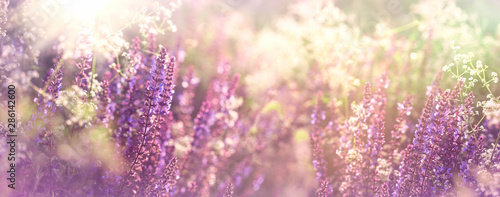 Flowering, blooming purple flowers in meadow , beautiful nature in spring and summer