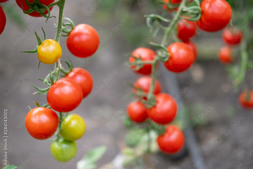 A branch of ripe tomatoes on a bush. Small tomatoes in the garden. Agriculture and autumn harvest of vegetables. Seeds and propagation of tomato bushes