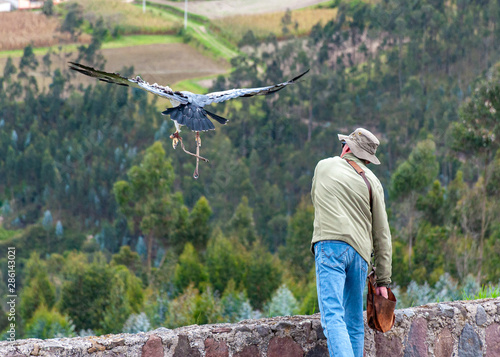 Bird trainer sending an eagle to fly across the Ecuadorian Andes, at a bird conservation park, near by Otavalo, Ecuador.