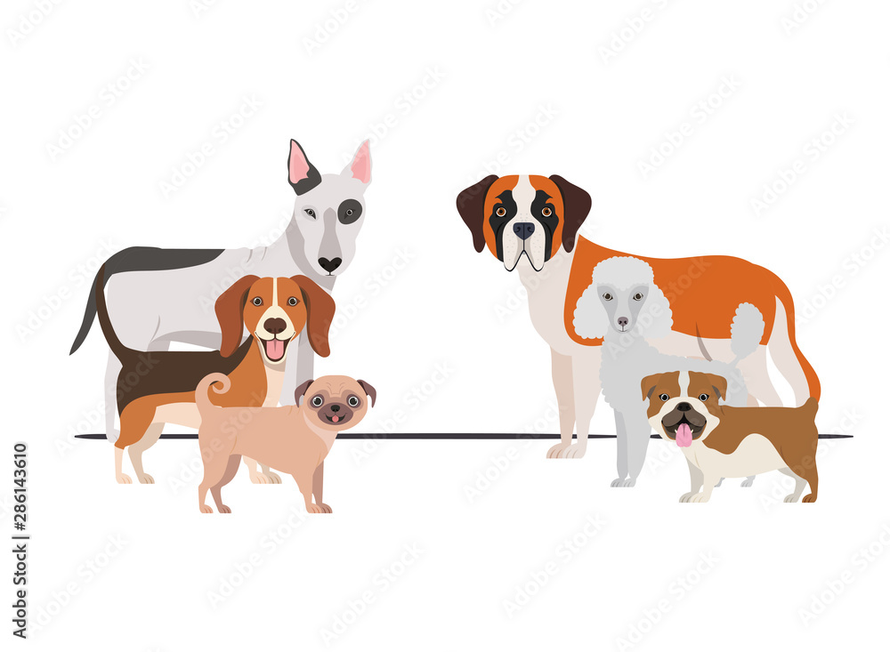 set of adorable dogs on white background set of adorable dogs on white background