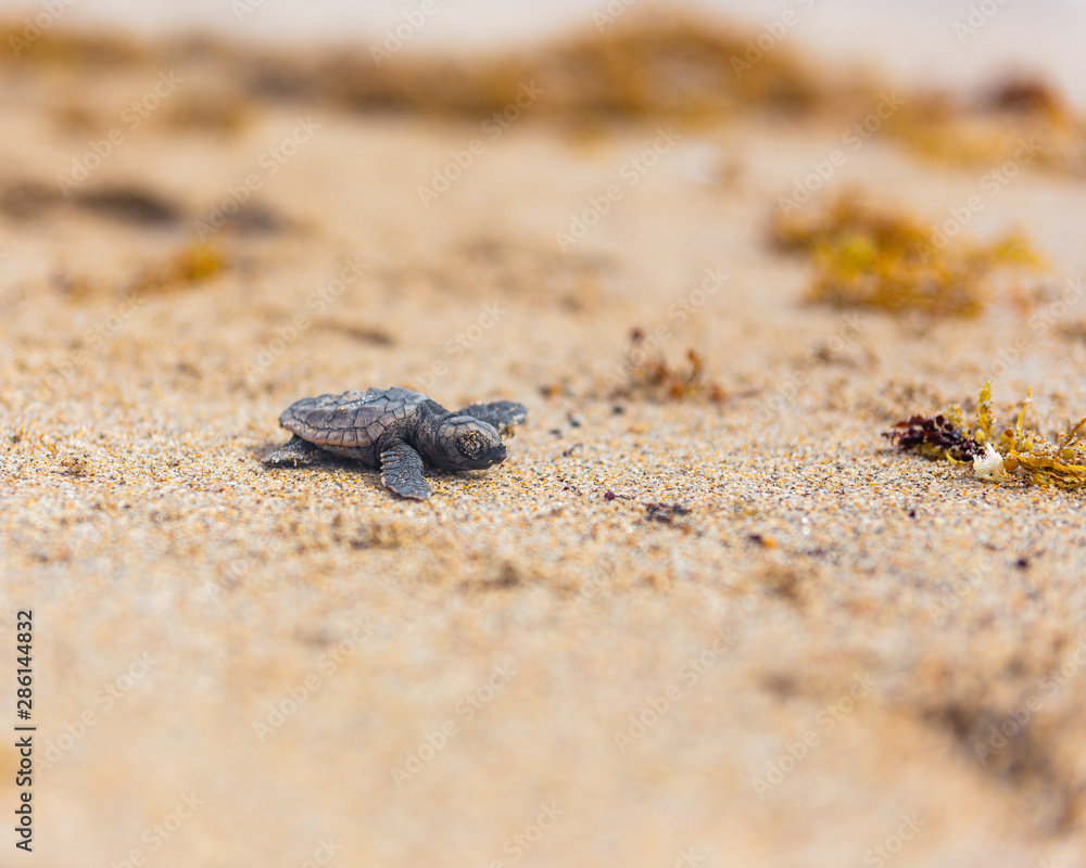 Baby loggerhead sea turtle on Palm Beach island Florida Baby loggerhead sea turtle on Palm Beach island Florida