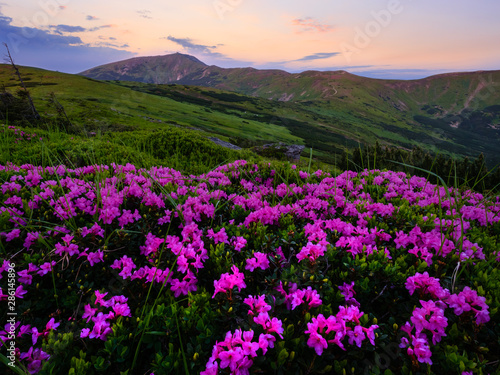 Pink rose rhododendron flowers on early morning summer misty mountain top. Carpathian, Ukraine.