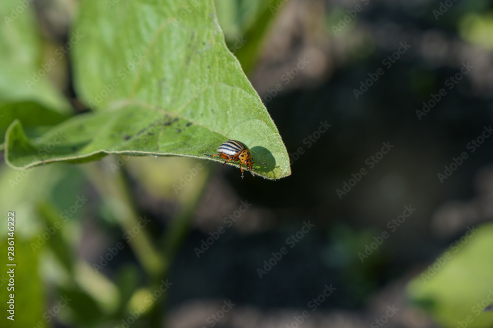 Adult colorado beetle on a leaf of potatoes Adult colorado beetle on a leaf of potatoes
