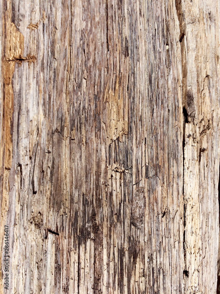 Naklejka premium an old rotten tree with the bark stripped off as a background. the wood is destroyed by time and weather conditions