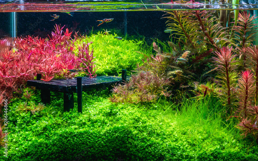 Guppy fish tank cheap