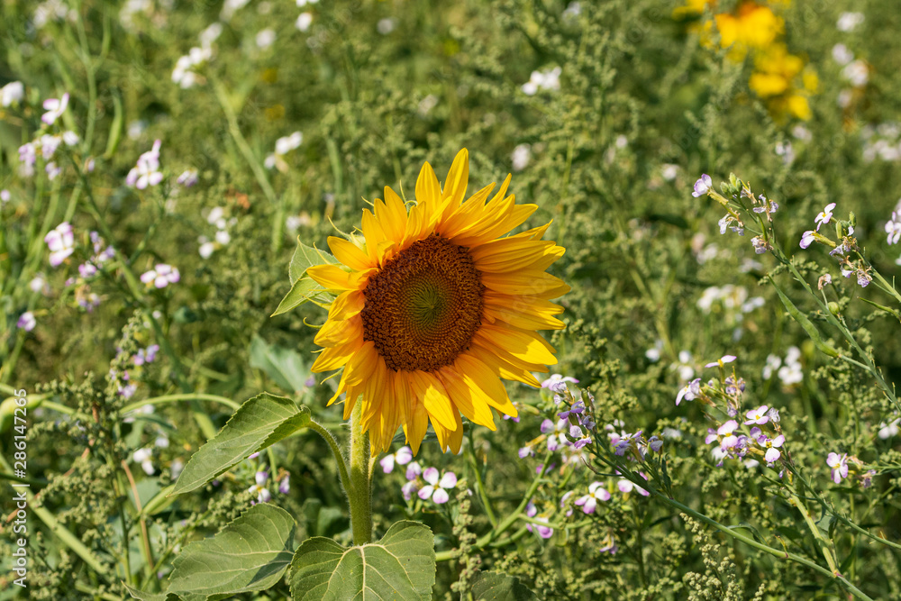 Sonnenblumen und Schleierkraut in der Sonne Sonnenblumen und Schleierkraut in der Sonne