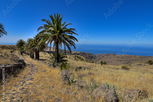Wanderweg mit Palmen auf La Gomera / Kanaren