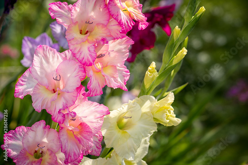 Obraz na płótnie Gladiolus, Sword Lily, pink and yellow Gladiolus flower in the garden