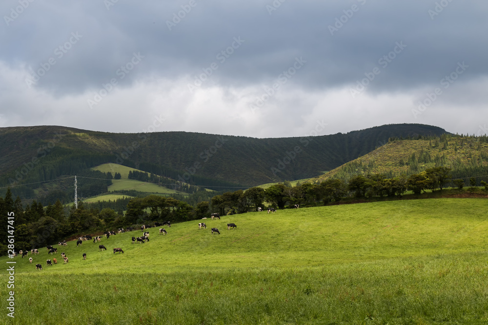 Fileds and meadows at Sao Miguel, Azores