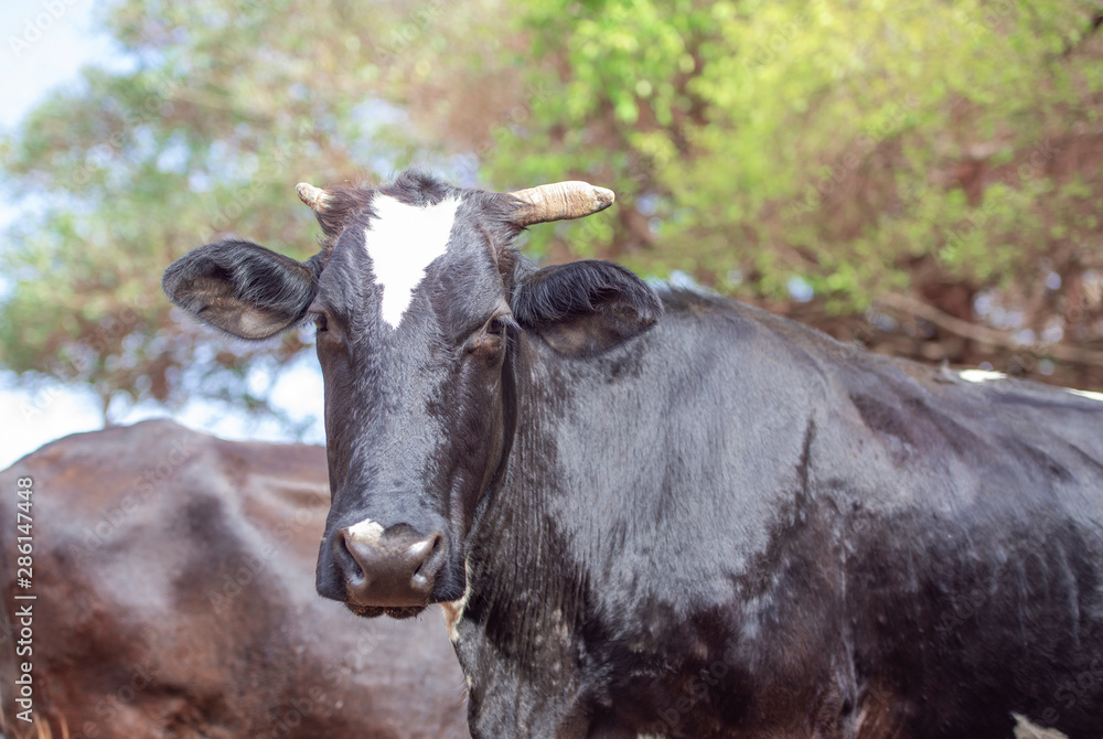Black cow in the pasture. Concept image of farm life. Black cow in the pasture. Concept image of farm life.
