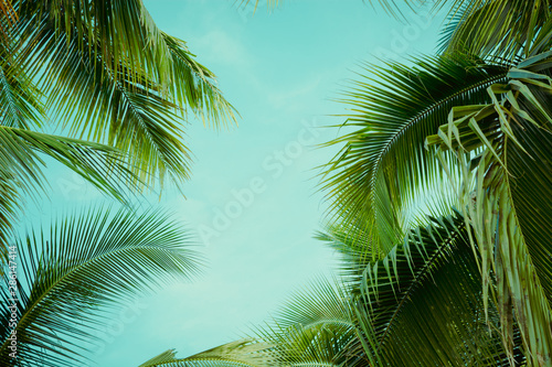 Fototapeta Naklejka Na Ścianę i Meble -  Coconut palm tree foliage under sky. Vintage background. Retro toned poster.
