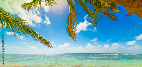 Fototapeta Naklejka Na Ścianę i Meble -  Palm trees and turquoise water Bois Jolan beach in Guadeloupe