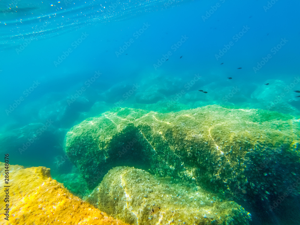 Fototapeta premium Fish and rocks in Alghero colorful sea floor
