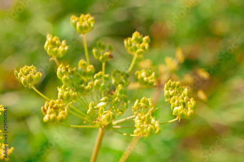 Close-up of blooming dill flowers in the wild