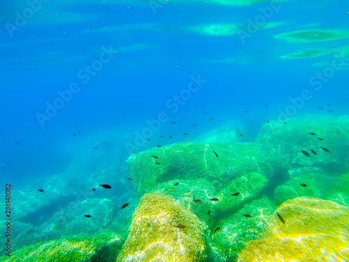 Fish in Alghero turquoise sea