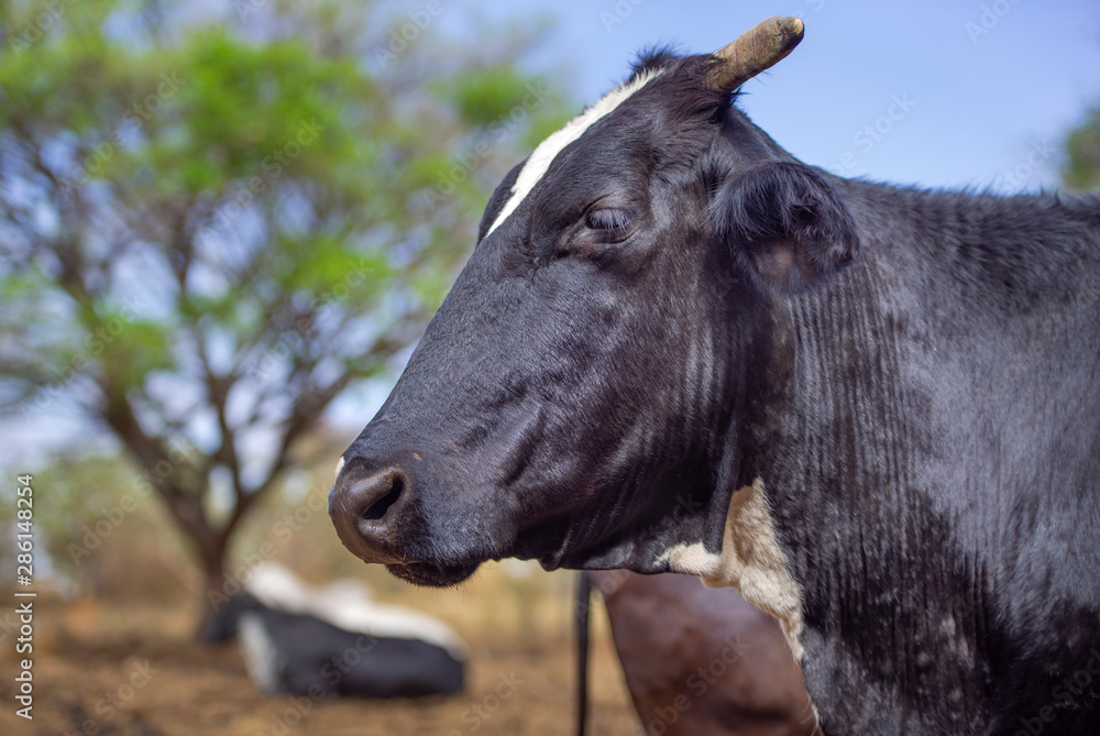 Black cow in the pasture. Concept image of farm life. Black cow in the pasture. Concept image of farm life.