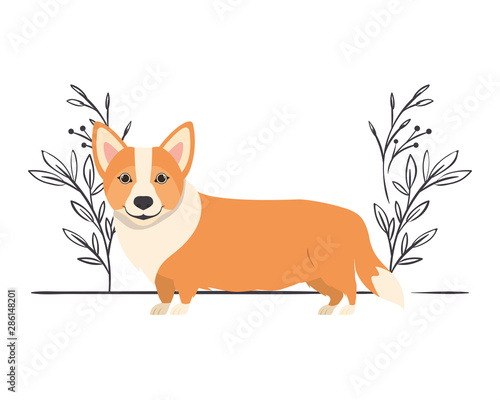 cute welsh corgi dog on white background